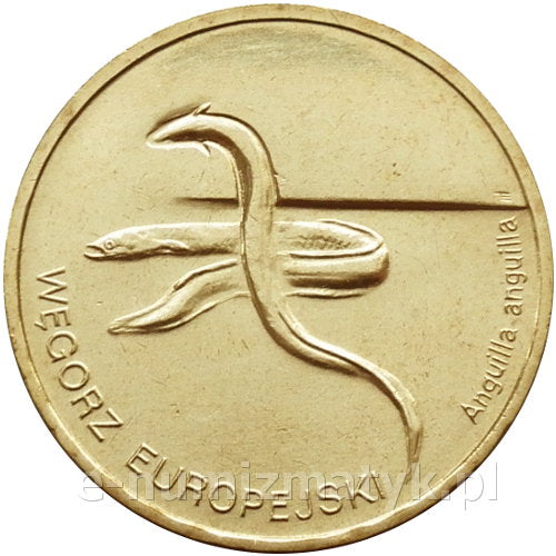 Węgorz europejski